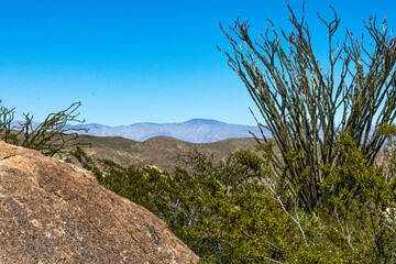 Fototapeta na wymiar Rocky southern California desert landscape with ocotillo cactus tree in foreground