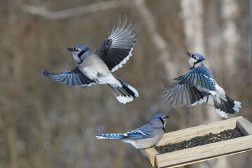 Blue Jays fighting for food at the feeder on a freezing cold but sunny winter day beside the squirrel proof feeder pole. Feeding wild birds