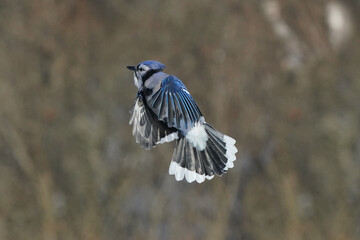 Blue Jays fighting for food at the feeder on a freezing cold but sunny winter day beside the...