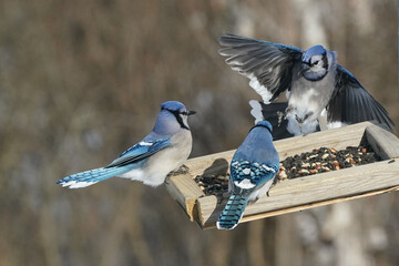 Blue Jays fighting for food at the feeder on a freezing cold but sunny winter day beside the...