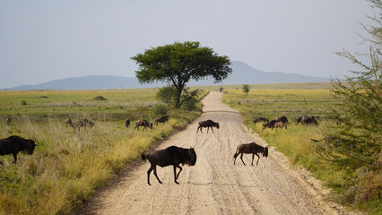 Naklejka na ściany i meble wildebeest in serengeti national park city