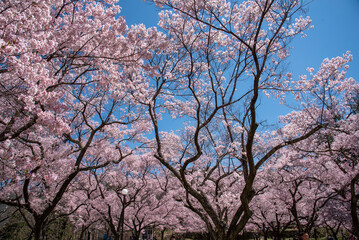 Obraz na płótnie Canvas 高遠城址公園の桜