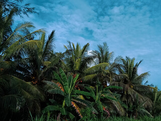 Beautiful view of coconut trees. The green tree is covered with fresh fruit