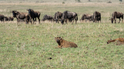 Fototapeta na wymiar herd of wildebeest