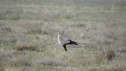 winged stilt