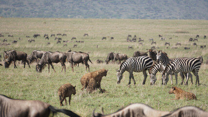 Fototapeta na wymiar zebras and wildebeest