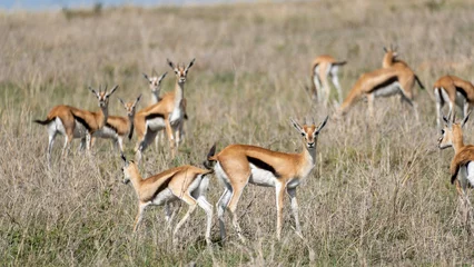 Printed roller blinds Antelope impala in the savannah