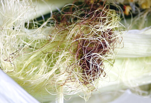 Corn Silk