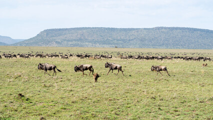 Naklejka na ściany i meble herd of deer great wildebeest migration with zebras and hyenas