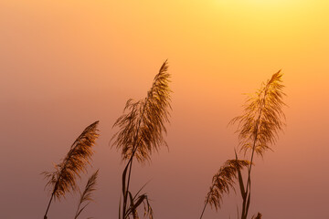 Fototapeta na wymiar Flowering grass with background of orange sunset sky.