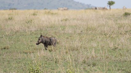 Fototapeta na wymiar warthog in the savannah
