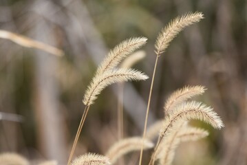 Green foxtail in winter. Seeds. Poaceae annual plants. 