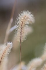 Green foxtail in winter. Seeds. Poaceae annual plants. 