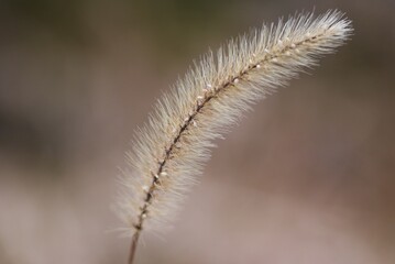 Green foxtail in winter. Seeds. Poaceae annual plants. 