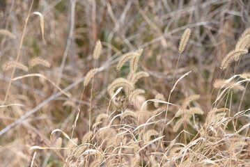 Green foxtail in winter. Seeds. Poaceae annual plants. 