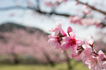 中心部が濃い色の桃の花
