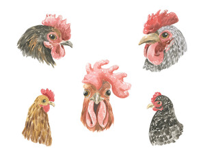 Watercolor illustration of the head of a rooster and a hen of different breeds