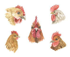 Watercolor illustration of the head of a rooster of different breeds
