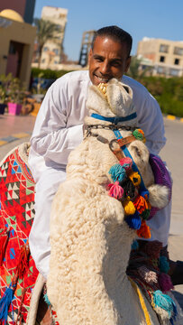 Happy Arab man smiling while sitting on a white camel in a tourist area. Egypt. Middle East