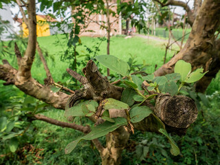 Fototapeta premium a guava tree trunk that is cut off and a new stalk grows 