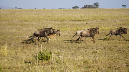 Naklejka na ściany i meble blue wildebeest in the savannah