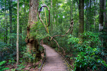 Walking track trough the Mary Cairncross Scenic Reserve, Queensland,. Australia