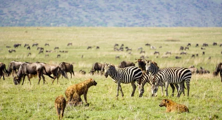 Möbelaufkleber Zebras © TravelLensPro