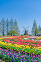 日本の春 千葉県柏市 あけぼの山農業公園のチューリップ