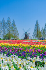 日本の春 千葉県柏市 あけぼの山農業公園のチューリップ
