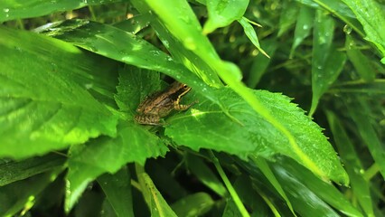 Hylarana chalconota frog perched on a green leaf