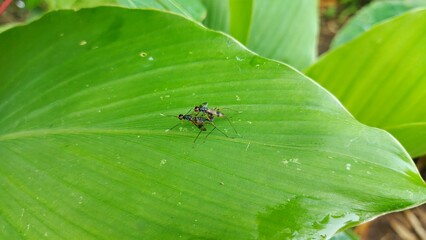 two more ants having sex on a green leaf