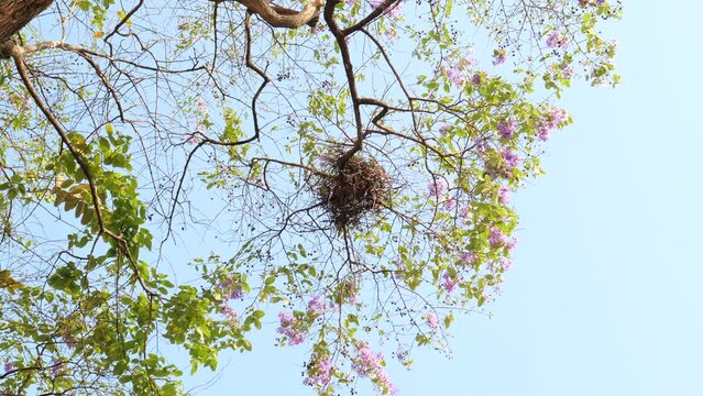 An upside down view shows a bird's nest on a Pink Trumpet tree against the blue sky. A bird's nest on a blooming tree. Spreading branches of  Pink Tecoma with a bird's nest in a windy day.