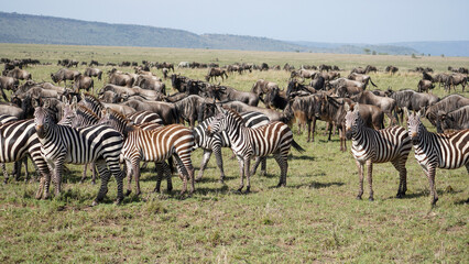Fototapeta na wymiar zebras gnus safari serengeti