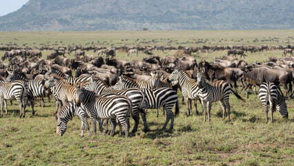 zebras great wildebeest migration Serengeti