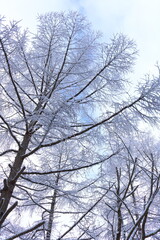 Fototapeta na wymiar 雪国の樹氷になった白い世界の風景