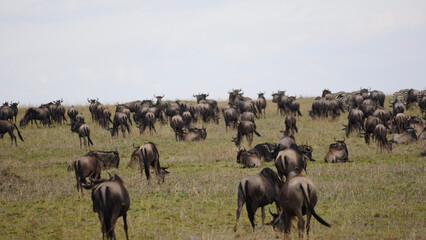 Naklejka na ściany i meble herd of wildebeest migration serengeti