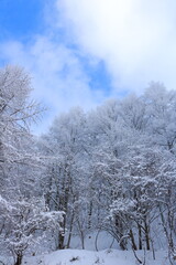 雪国の樹氷になった白い世界の風景