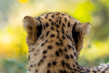 cheetah