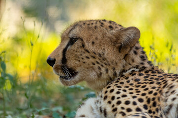 cheetah