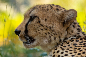 cheetah