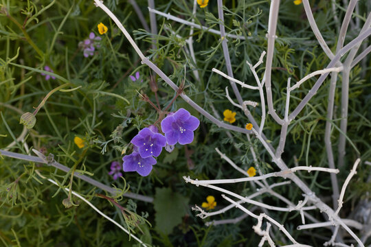 Canterbury Bells a small blue spring annual and biennial wildflower close up drought tolerant native plant.