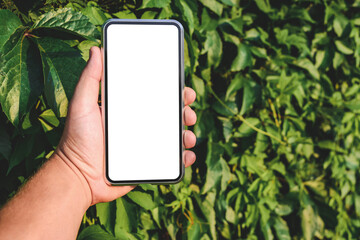 Close-up, Mockup of a smartphone in a man's hand. Against the background of an overgrown green hedge.