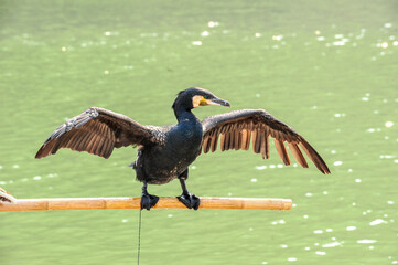 Cormorant Fishing Performance in Longhu Mountain, Yingtan City, Jiangxi Province, China