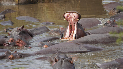 hippopotamus in the water