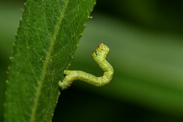 Insects inhabiting wild plants