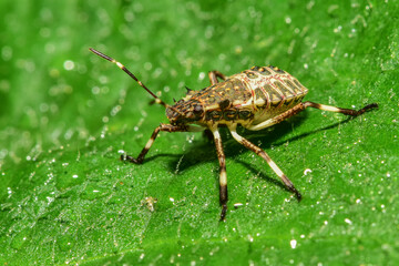 Insects inhabiting wild plants