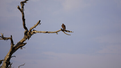 vulture in flight