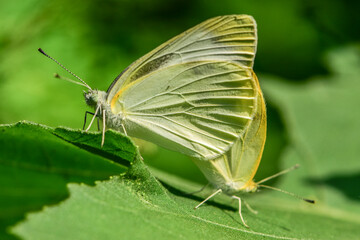 Insects inhabiting wild plants
