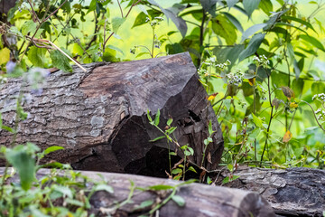 End saw of the tree stumps stocked in the jungle close up shot