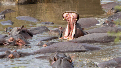 Nilpferd im Wasser zwischen anderen Nilpferden mit offenem Maul und Zähnen im Serengeti...